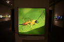 Wasp_exhibition__DSC3487